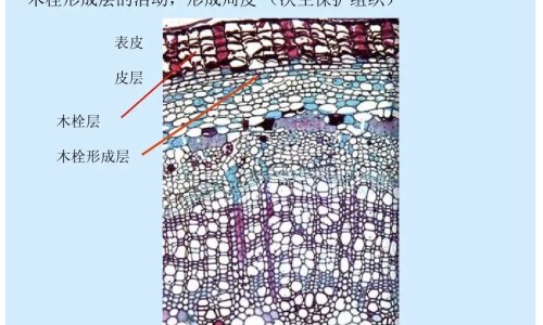 头孢克洛希优洛价格网 - 为你提供头孢克洛缓释片、头孢克洛胶囊多少钱一盒
